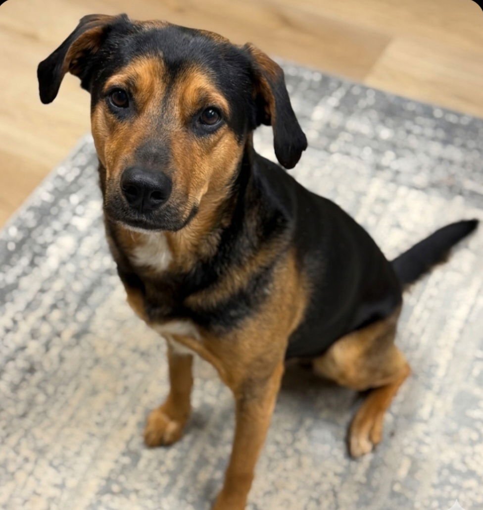 DUG - Hound / Shepherd available for adoption