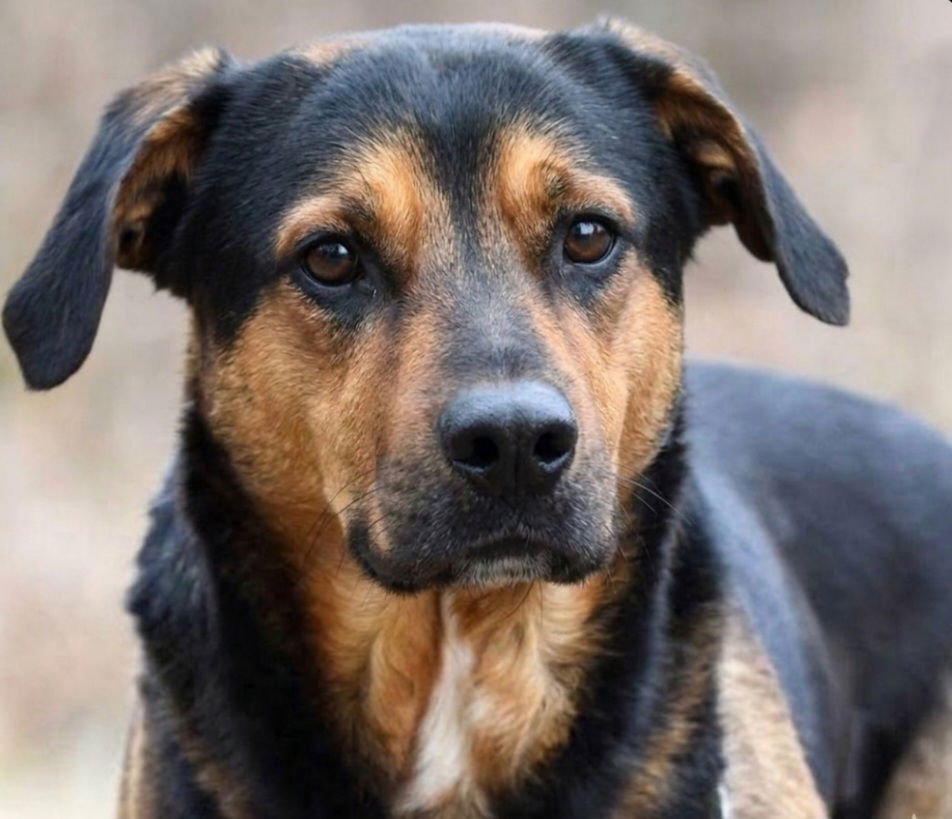 DUG - Hound / Shepherd available for adoption