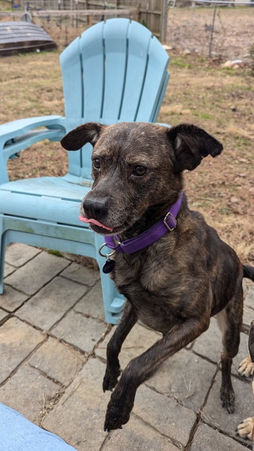 ZANDRA - Terrier available for adoption