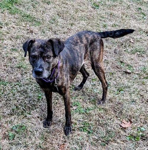 ZANDRA - Terrier available for adoption