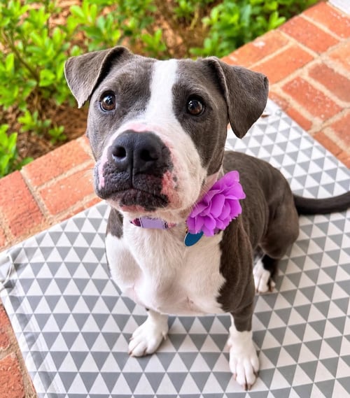 KORRA - Pit Bull Terrier available for adoption