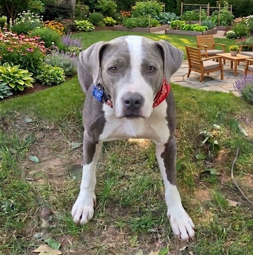 KORRA - Pit Bull Terrier available for adoption