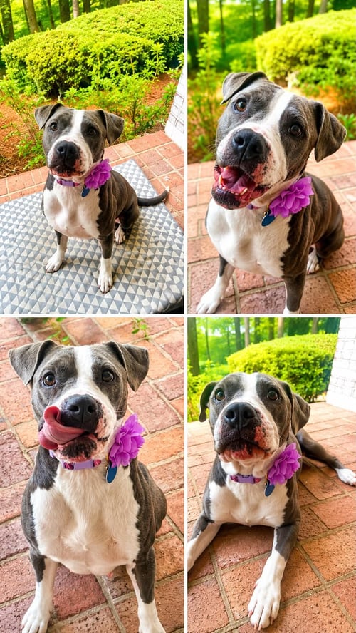 KORRA - Pit Bull Terrier available for adoption