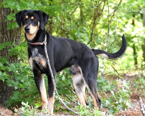 JACK JACK - Hound available for adoption