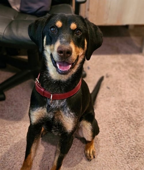 JACK JACK - Hound available for adoption