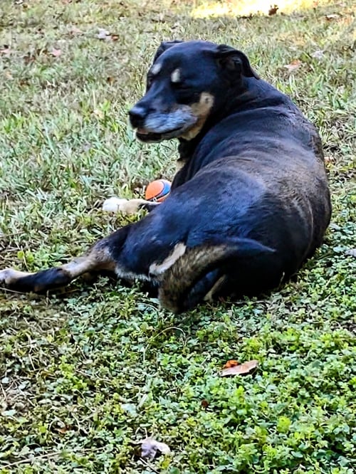 LADY BUG - Shepherd available for adoption