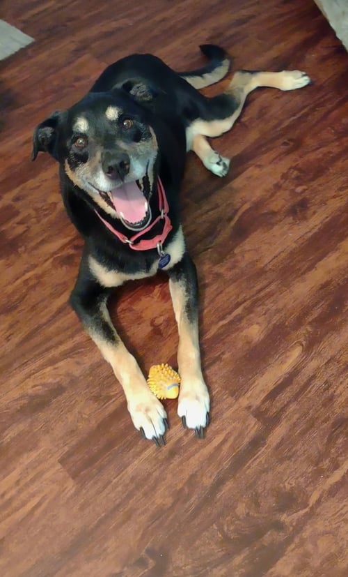 LADY BUG - Shepherd available for adoption