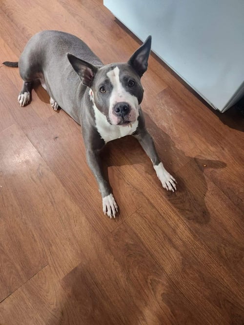 ZURI BP - Pit Bull Terrier available for adoption
