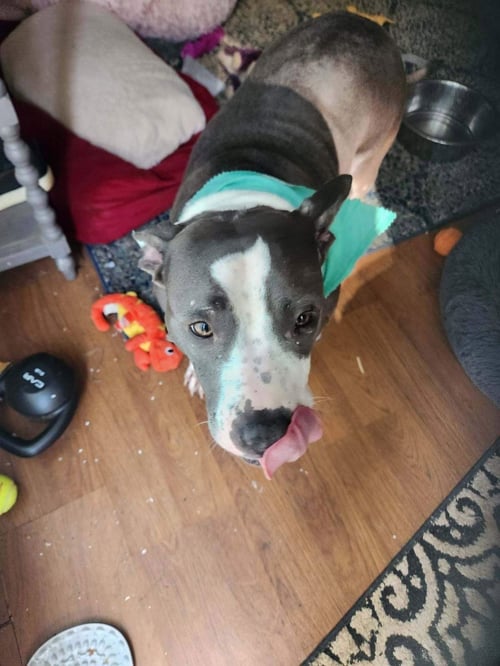 ZURI BP - Pit Bull Terrier available for adoption