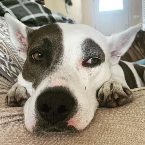 AVA ARIEL - American Bulldog available for adoption
