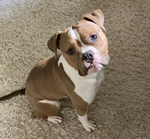 OWEN - American Bulldog / Pit Bull Terrier available for adoption