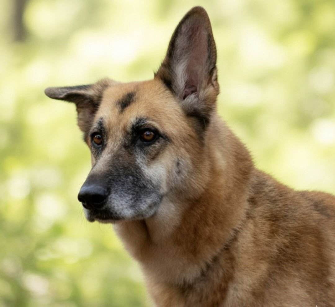 GINGER ROCK - German Shepherd Dog available for adoption
