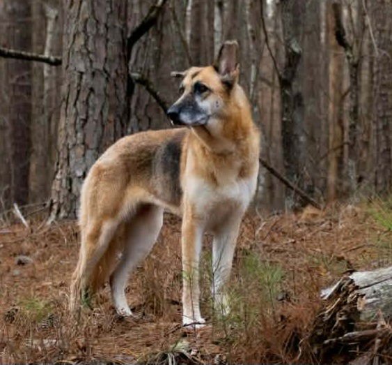 GINGER ROCK - German Shepherd Dog available for adoption