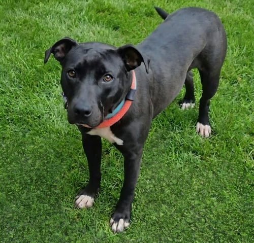 QUEENIE - Pit Bull Terrier available for adoption