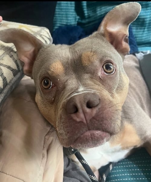ROSALINA - American Staffordshire Terrier available for adoption