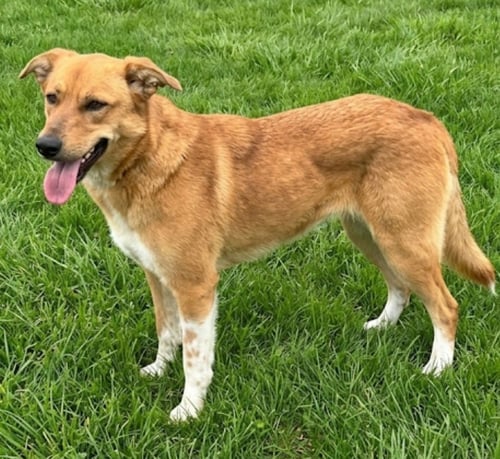 SUNNY BOO - Black Mouth Cur / Golden Retriever available for adoption