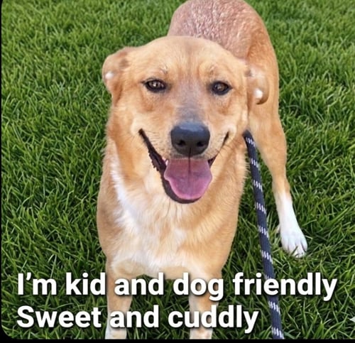 SUNNY BOO - Great Pyrenees / Shepherd available for adoption