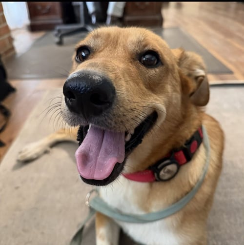SUNNY BOO - Great Pyrenees / Shepherd available for adoption