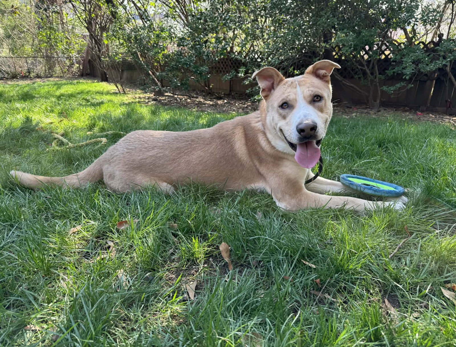BEEBOP - Labrador Retriever / Shepherd available for adoption