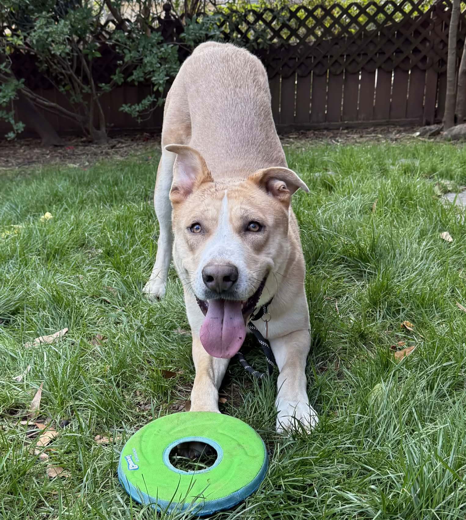 BEEBOP - Labrador Retriever / Shepherd available for adoption