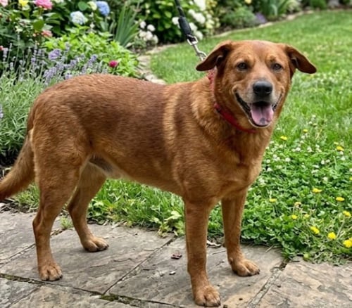 DOOLEY - Labrador Retriever / Hound available for adoption