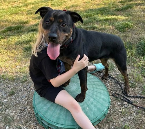SHANNON - Rottweiler / Black and Tan Coonhound for adoption in Roswell