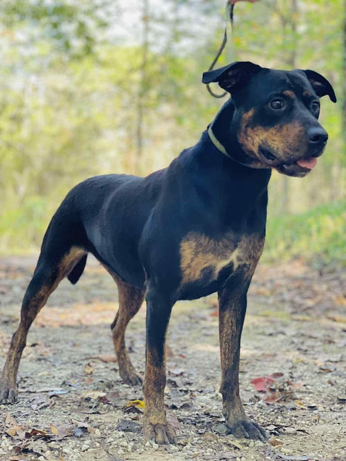 SHANNON - Rottweiler / Black and Tan Coonhound available for adoption