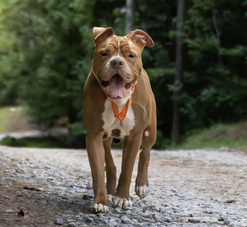 MISTIC - Boxer available for adoption