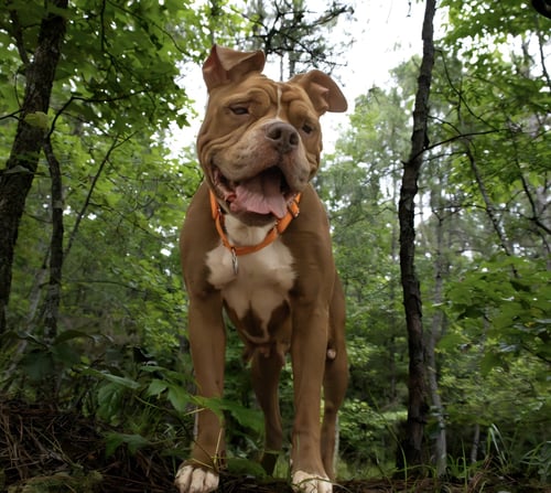 MISTIC - Boxer available for adoption