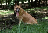 Forrest - Photo 3