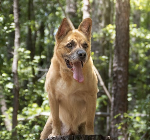 FORREST - German Shepherd Dog / Husky available for adoption