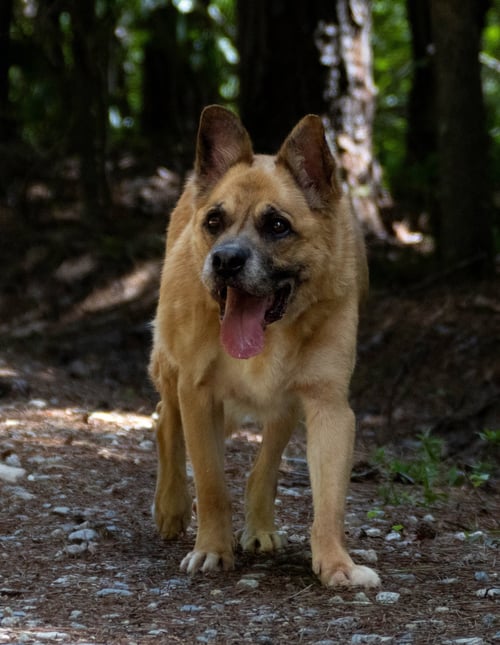 FORREST - German Shepherd Dog / Husky available for adoption