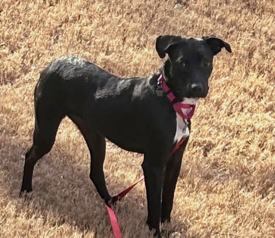 BREEZY - Labrador Retriever available for adoption