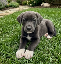 Rory - Photo 1