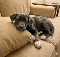 Rory - Photo 2