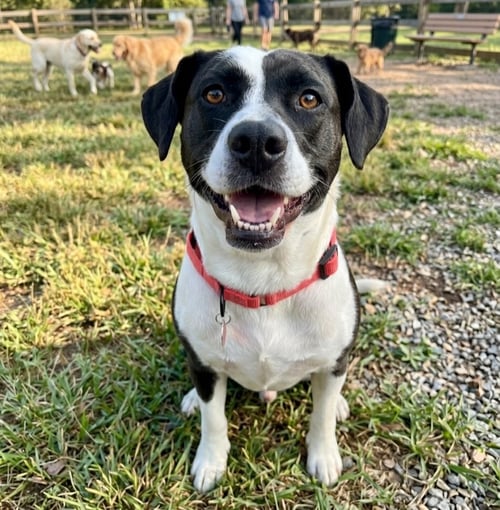 MOO MOO - Border Collie available for adoption