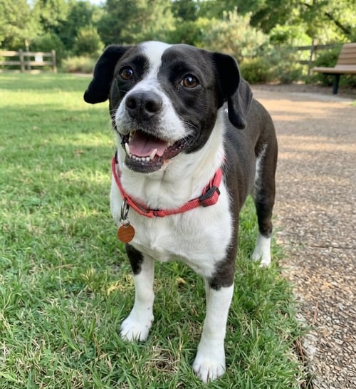 MOO MOO - Border Collie available for adoption