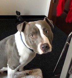 BLAYNE GEORGIE - American Staffordshire Terrier available for adoption