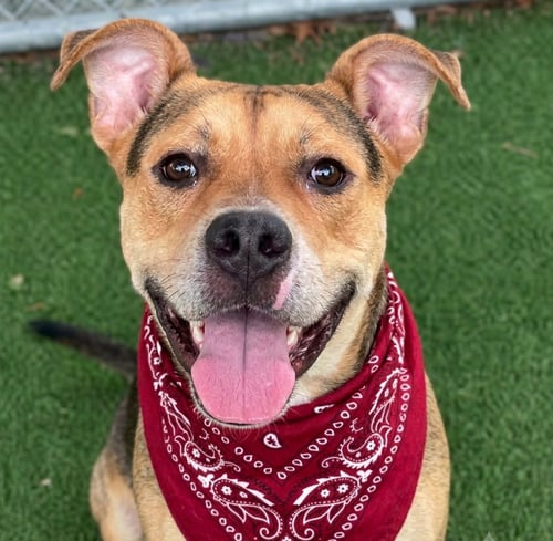 ZION - Shepherd / Pit Bull Terrier available for adoption