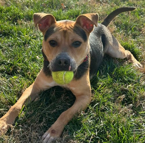ZION - Shepherd / Pit Bull Terrier available for adoption