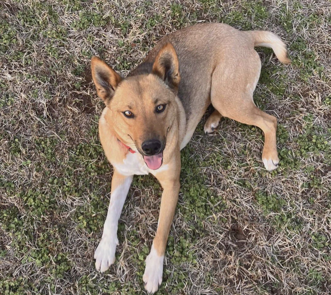 MABLE - Carolina Dog / Shepherd available for adoption