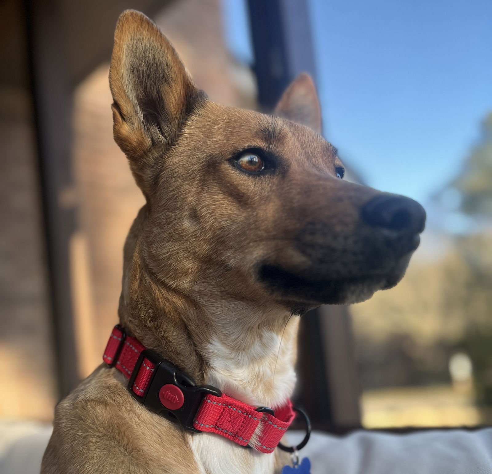 MABLE - Carolina Dog / Shepherd available for adoption