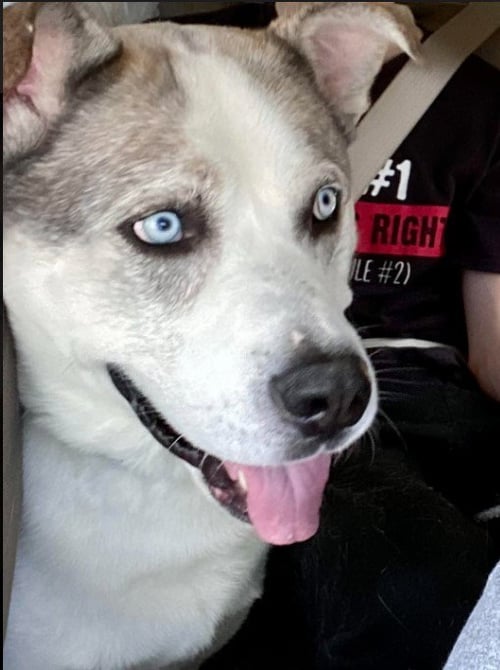 BLAZE - Husky available for adoption