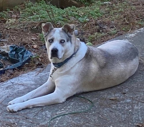 BLAZE - Husky available for adoption