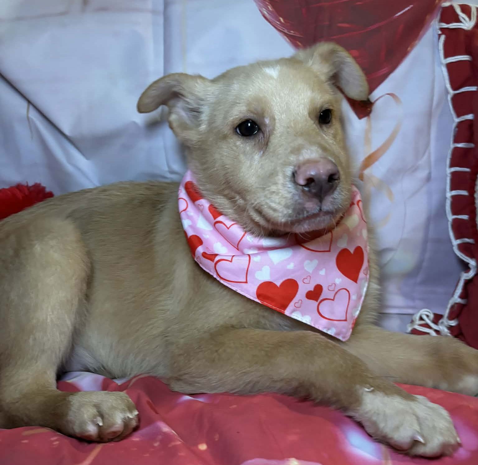 WELLS - White German Shepherd available for adoption