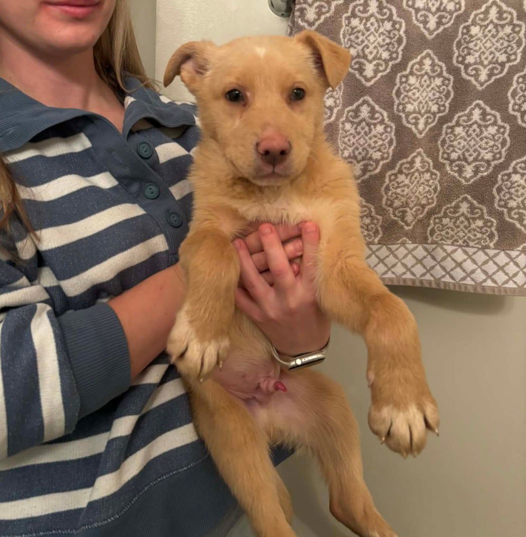 WELLS - White German Shepherd available for adoption