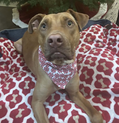 SNICKERS - Hound / Terrier available for adoption