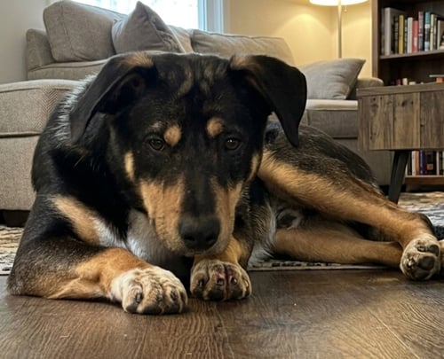 SKEETER BARTOW - Hound available for adoption
