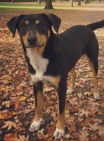 SKEETER BARTOW - Hound available for adoption