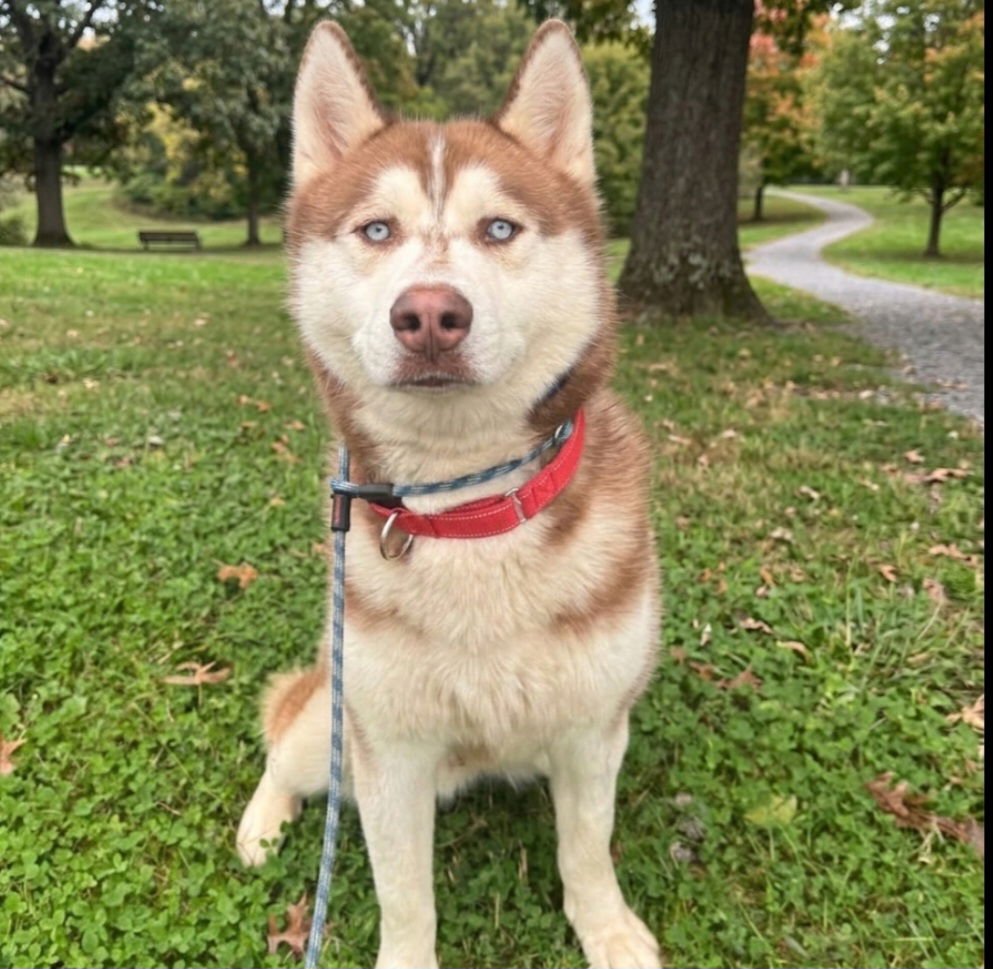 NEMO - Husky available for adoption